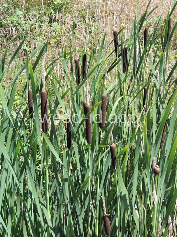 cattail, common
